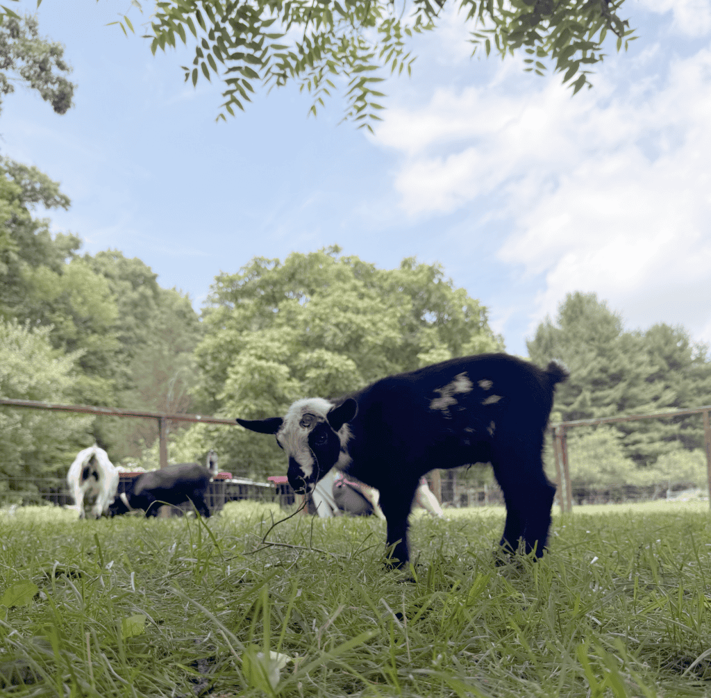 Mad Lavender Farm young goat close up during yoga session
