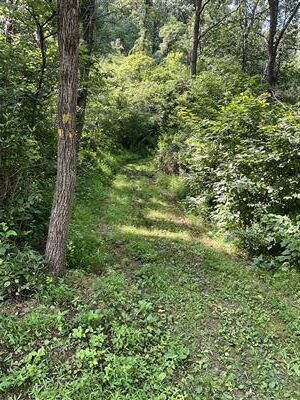 a grassy path through the trees