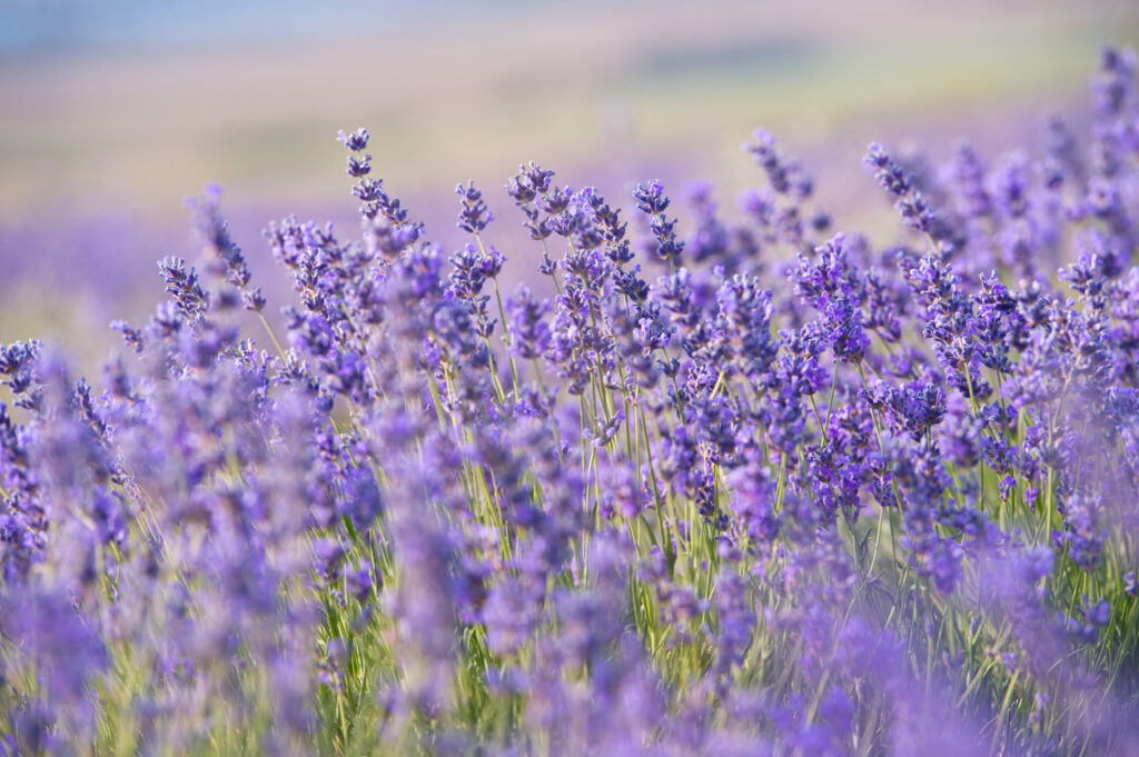 close up of lavender in bloom