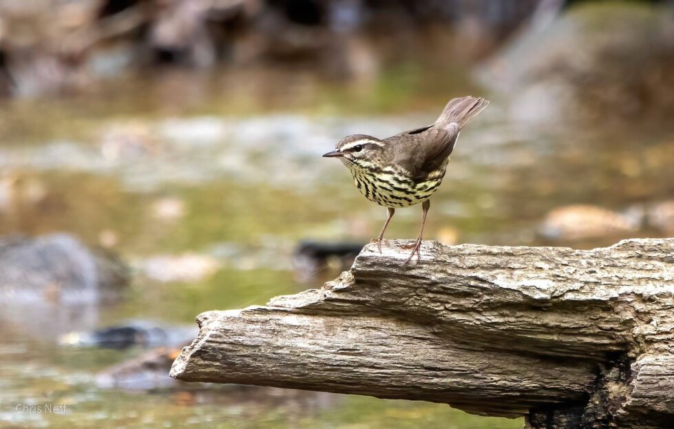 A Northern Waterthroat Wabler perches on a log.