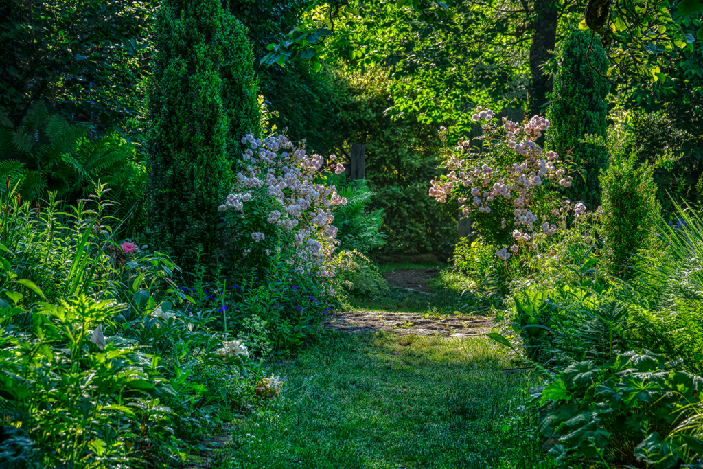 A verdant garden path in spring bloom